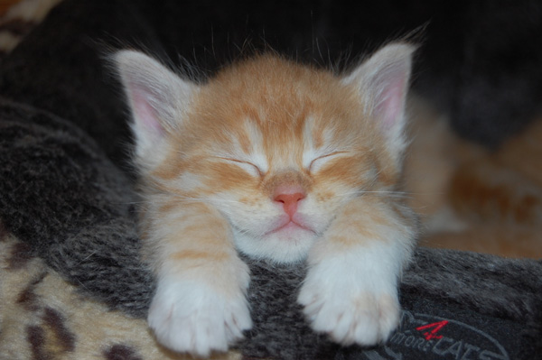 er liebt`s gemütlich.jpg